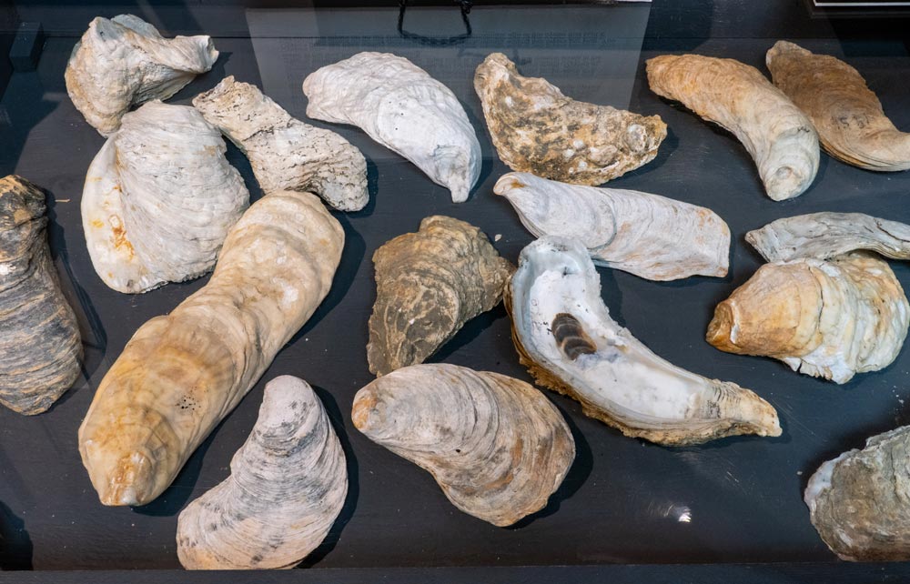 Ancient Oysters