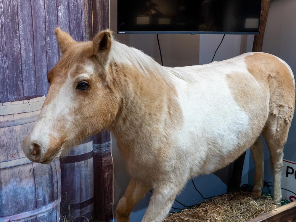 Misty of Chincoteague & Stormy