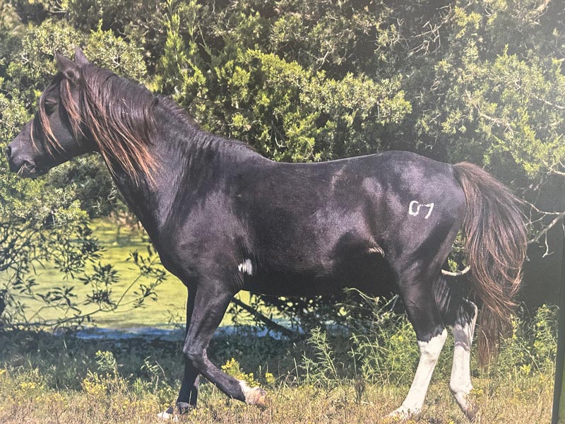 Museum of Chincoteague Island Exhibit